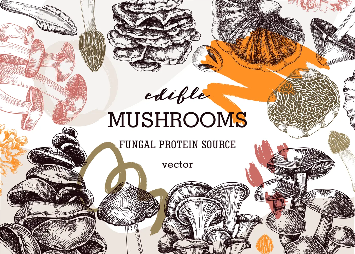 Mushrooms banner in collage style. Artistic autumn forest plant frame. Fall background with edible fungi sketches and abstract shapes. Hand drawn healthy food, fungal protein, stalks, and caps  Illustration